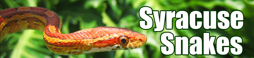 Syracuse snake